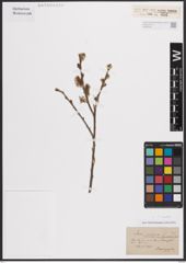 Foto von Salix cinerea L.
